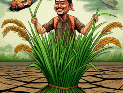 Kekeringan Bujur PanjangAncam Pembuatan Beras Nasional